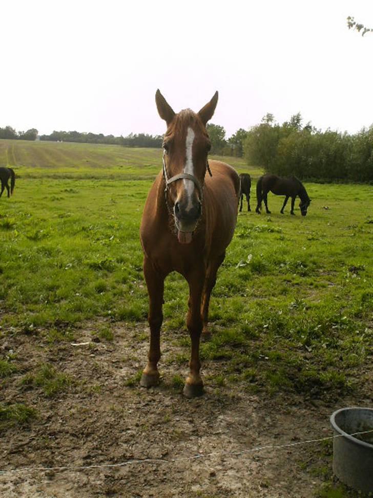 Dansk Varmblod Cherri *R.I.P* billede 15