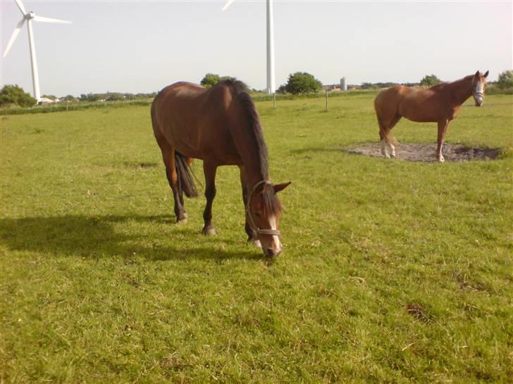 Anden særlig race Scarlett  - Fold sommer 2008:D billede 5