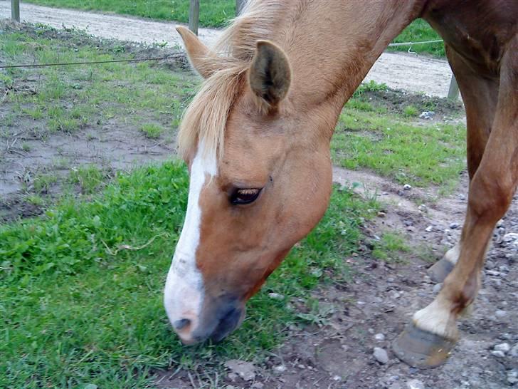 Anden særlig race nuggi - 2. græs mums..<3 billede 2