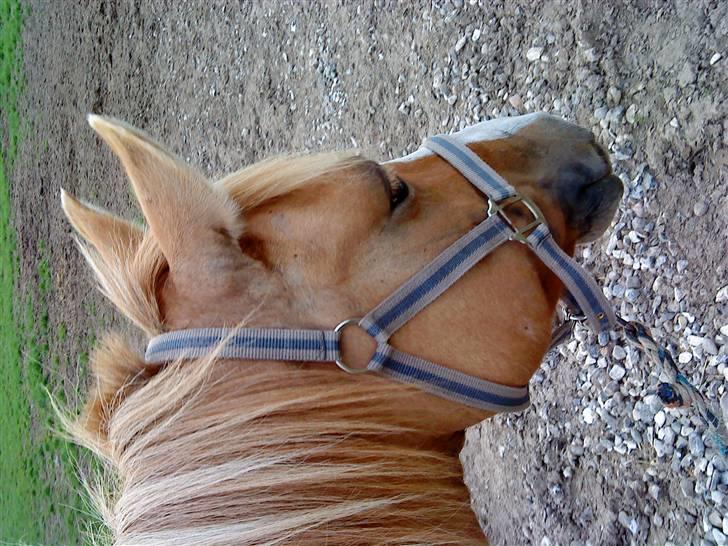 Anden særlig race nuggi - 3. ud påfold.. xD billede 3