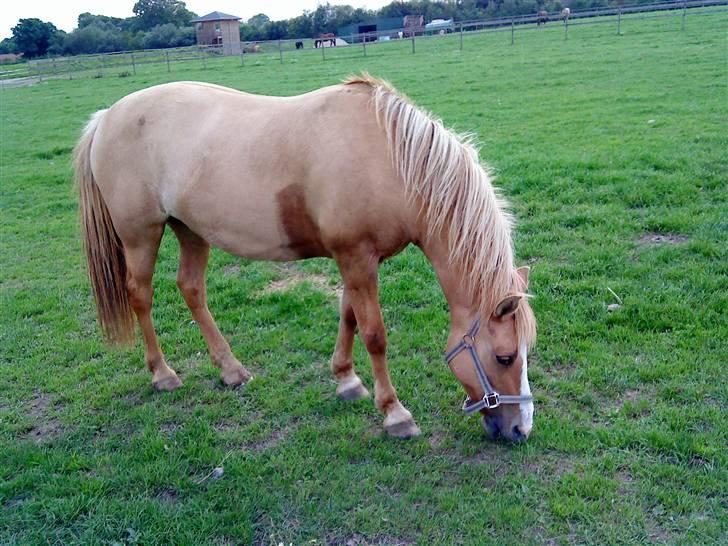 Anden særlig race nuggi - 4. billede 4