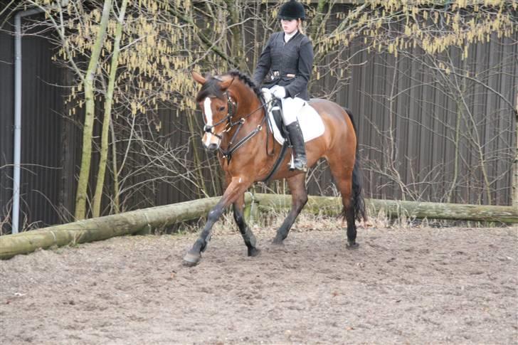 Anden særlig race Scarlett  - opvarmning spring. billede 8