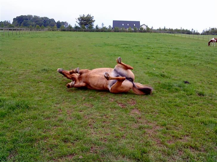 Anden særlig race nuggi - 5. så fin,, billede 5