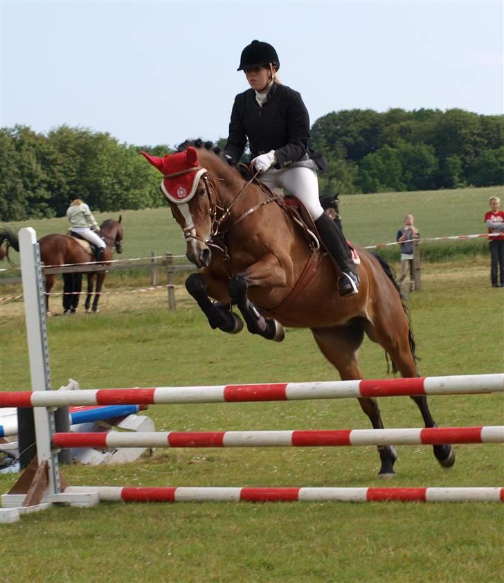 Anden særlig race Scarlett  - spring ld (90 cm) Egum rideklub billede 17