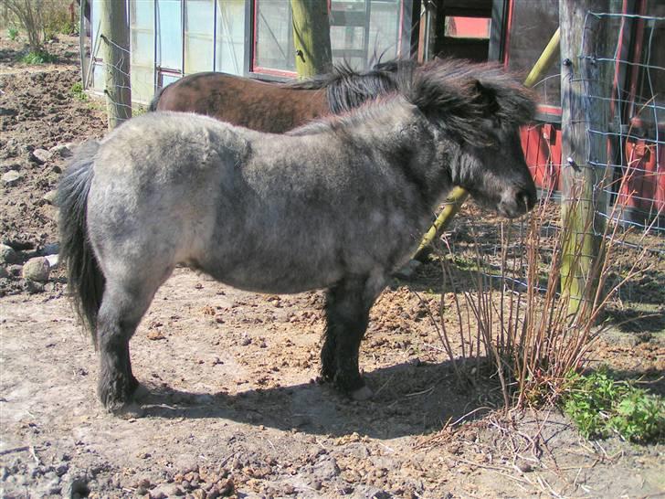 Shetlænder Kellas Penny Rose - UDLÅNT- - Så er det blevet forår og farven skifter billede 9