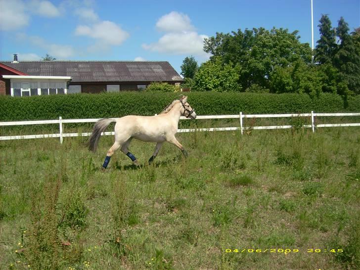 Fjordhest Dior **solgt/Efterlyses** - dior 15 juni 2009 billede 15