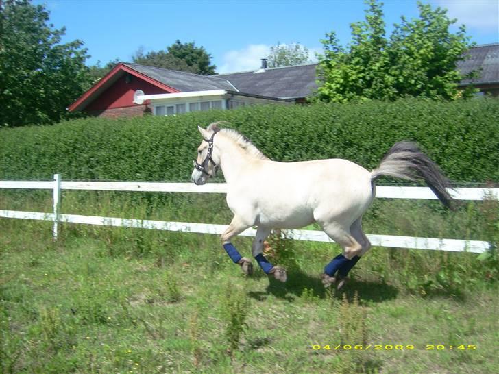 Fjordhest Dior **solgt/Efterlyses** - 15 juni 2009 billede 16