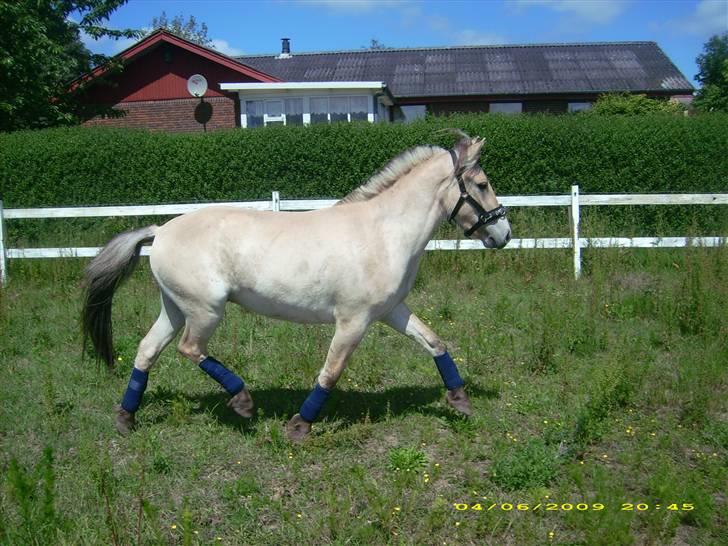 Fjordhest Dior **solgt/Efterlyses** - 15 juni 2009 billede 17