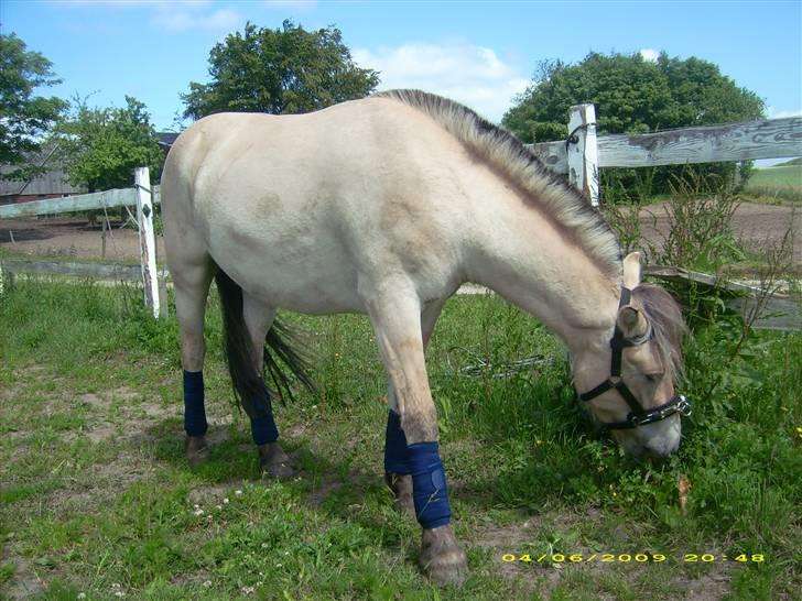 Fjordhest Dior **solgt/Efterlyses** - 15 juni 2009 billede 18