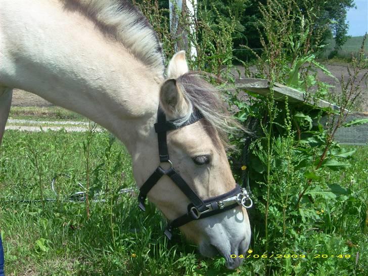Fjordhest Dior **solgt/Efterlyses** - 15 juni 2009 billede 19