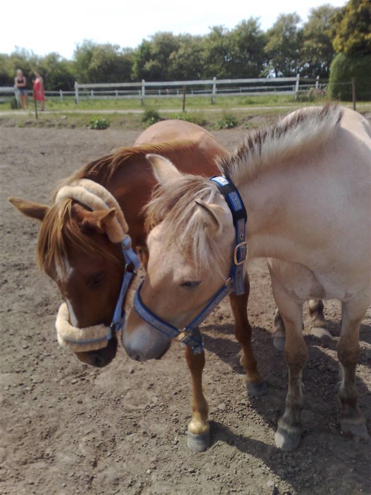 Fjordhest Dior **solgt/Efterlyses** - de bedste venner hygger sig sammen juni 2009 billede 20