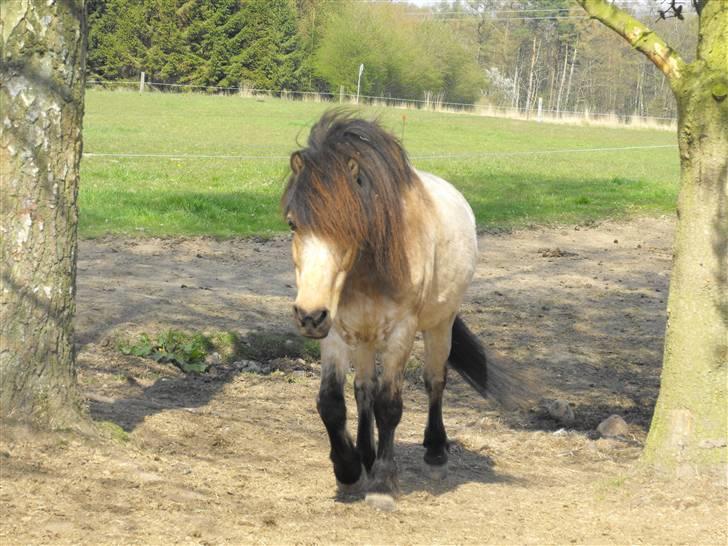 Anden særlig race Tjalfe ' Alt<3 *Gl. Part* - 17) Ponyen på vej op fra fold (: <3 maj 2009 billede 17