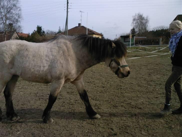 Anden særlig race Tjalfe ' Alt<3 *Gl. Part* - 18) Horsemanship (: <3 meget gammelt billede, vidste ikk at det havde noget at gøre med horsemanship, vi legede bare på banen [: <333 billede 18