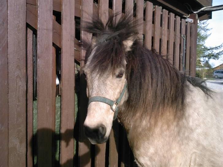 Anden særlig race Tjalfe ' Alt<3 *Gl. Part* - 19) Han fandt noget græs, og da jeg prøvede at få ham op, røg hans hovedtøj af (det var et uden næsebånd) , så vi måtte meget hurtigt få en grime på ham, inden han begyndte at gå! & resultatet var punkerhår ! ;D <33 billede 19