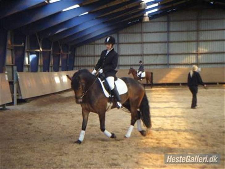 Anden særlig race Victoria - Til dressurstævne på Vittrup (: billede 8