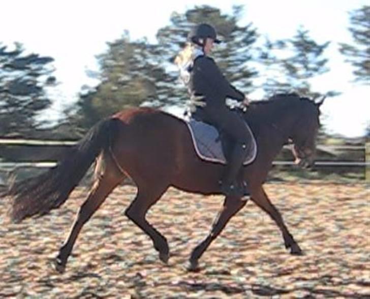 DSP Easy Touch | SAVNET - Øgning - undskyld kvalitet :P nogle der sagde, Easy ikke kunne strække ben? (: billede 18