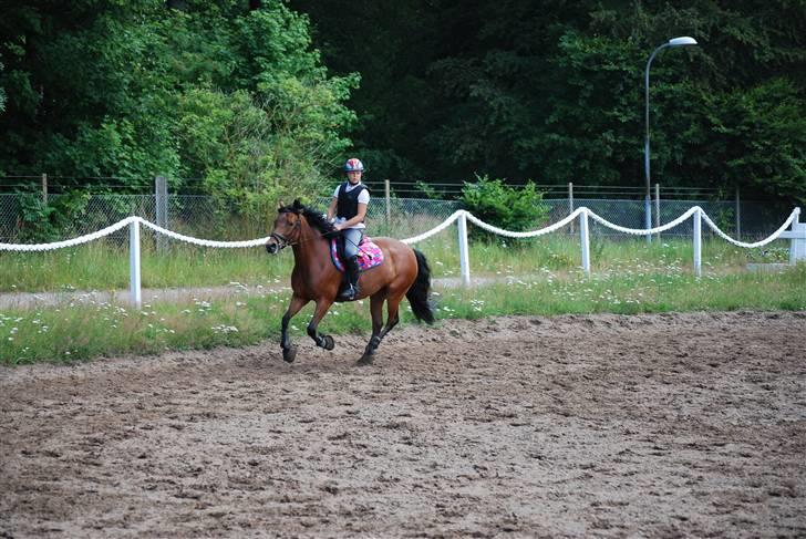 DSP Easy Touch | SAVNET - Galop på springbanen - taget af Liv Rytter, tak! billede 20