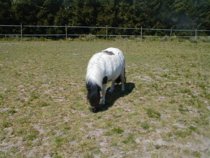 Shetlænder Harry** aflivet 6/3-09** - harry maj 2008 billede 9