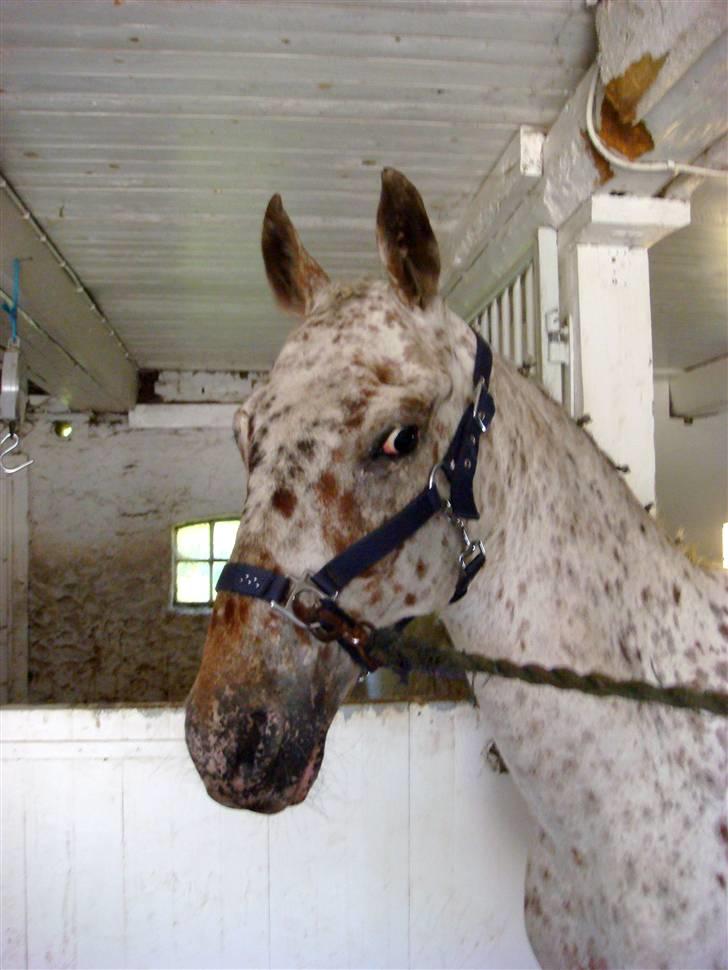 Knabstrupper Ac-Action - GL. Part. - Klar parat til stævne start;o) lige inden vi kører til stævne billede 15
