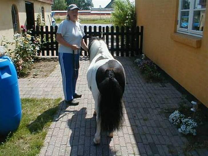 Shetlænder Harry** aflivet 6/3-09** - Sommer 2007 som hingst, han var noget smukkere... billede 10