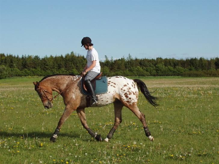 Knabstrupper Fredderikstens: Vanice  - Dejlig trav - Dejlig tur på marken - Træning til roskilde dyrskue.  d.2 Juni *Nyt* billede 13