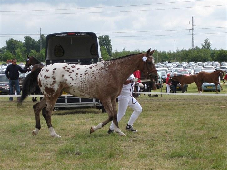 Knabstrupper Fredderikstens: Vanice  - Roskilde dyrskue 2009.  24 point og æres præmie. billede 14