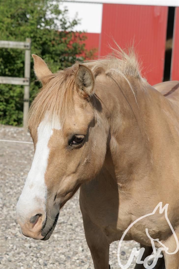 Anden særlig race nuggi - 6.hun er dejlig:D -taget af malene A. billede 6