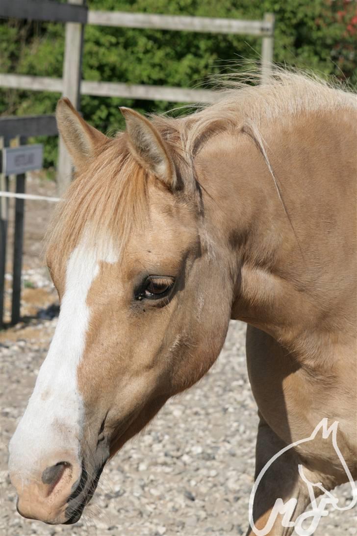 Anden særlig race nuggi - 7.på fold,, taget af Malene A.. tak..  billede 7