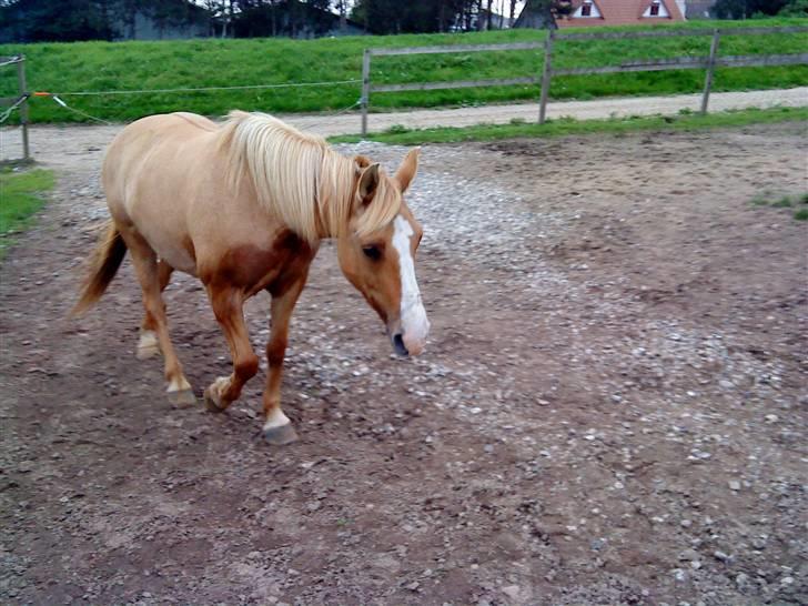 Anden særlig race nuggi - 8. har lige bæret på en lille tur.. x billede 8