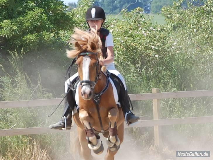 Arabisk fuldblod (OX) Sultan (R.I.P) billede 6