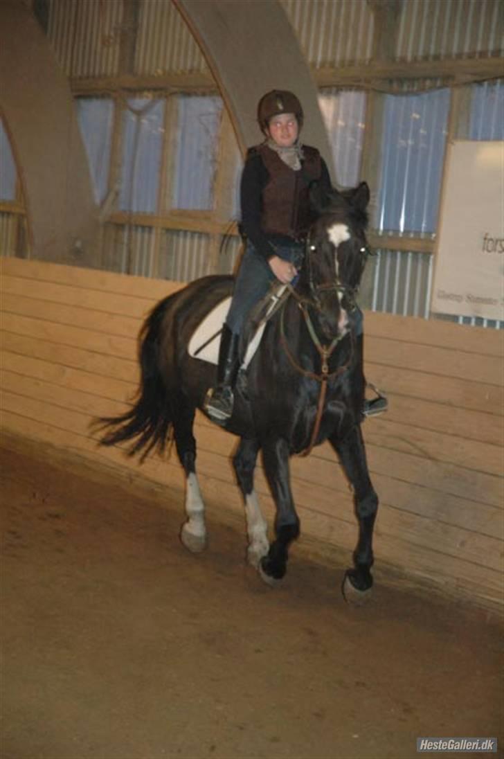 Oldenborg Bellis "Tidl. Stævnehest" - 2. Gang jeg har sprunget og redet hende efter styrt :´[ <3  billede 6
