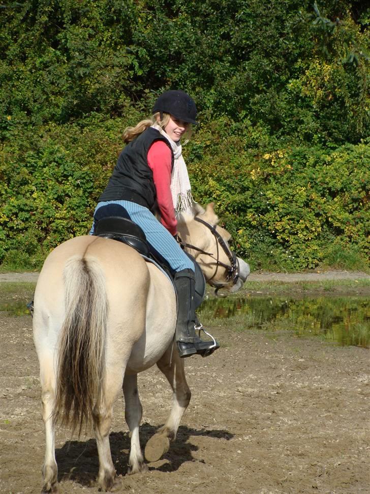 Fjordhest S.F. Mizty Halsnæs *SOLGT - ´hun var så dejlig den dag <33 billede 13