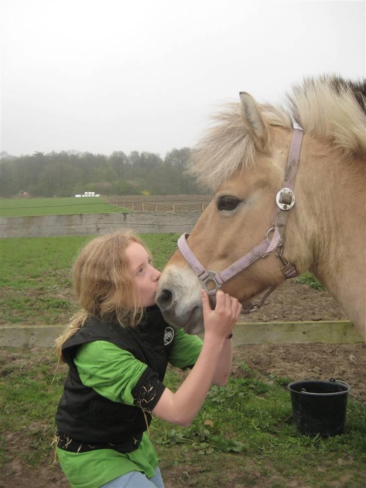Fjordhest S.F. Mizty Halsnæs *SOLGT - Kiss Kiss.. billede 14