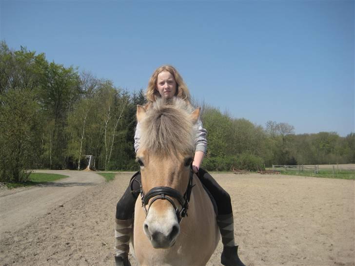 Fjordhest S.F. Mizty Halsnæs *SOLGT - ej hvor føller man sig fri uden vest eller ridehjelm billede 15