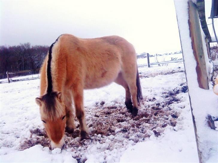 Fjordhest S.F. Mizty Halsnæs *SOLGT - Mulle :P i sne´en :) 2009 billede 16