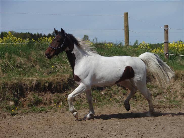 Pinto Lundhøjgårds Intermezzo - Trav. Foto: Mig billede 9