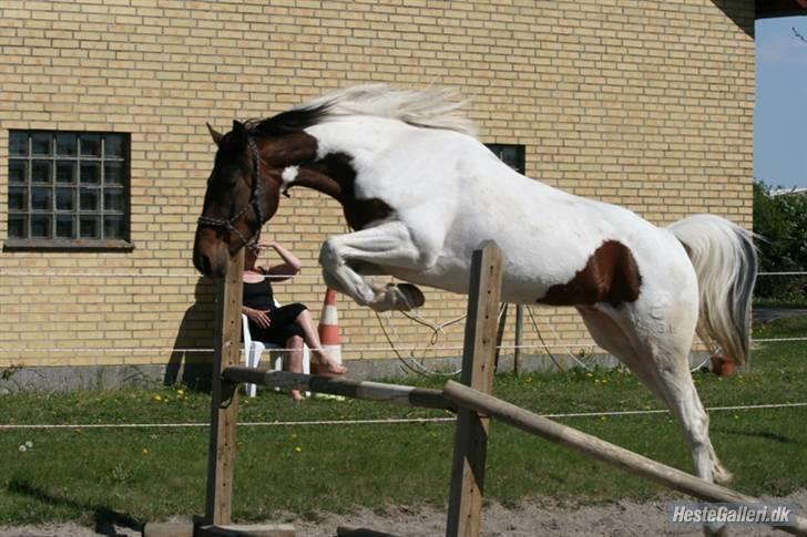 Pinto Lundhøjgårds Intermezzo - Ja springe kan han da ;-) Foto: Kine. billede 11