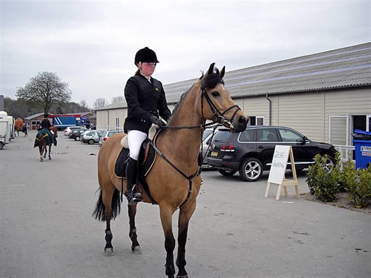 Anden særlig race * Stjerne * - til stævne i middelfart billede 20