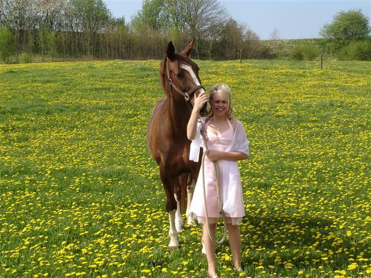 Dansk Varmblod Egely's Lucky Lady - Lady til min konfirmation <3 billede 7