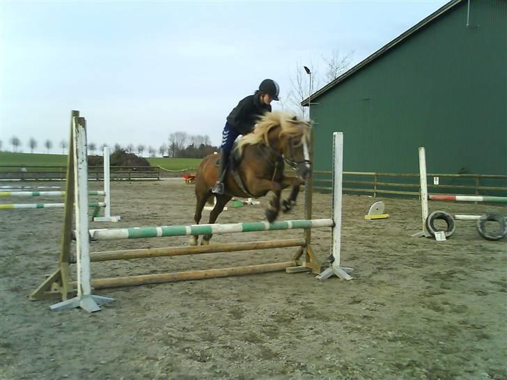 Welsh Cob (sec D) Glanvyrnwy Olwena billede 6