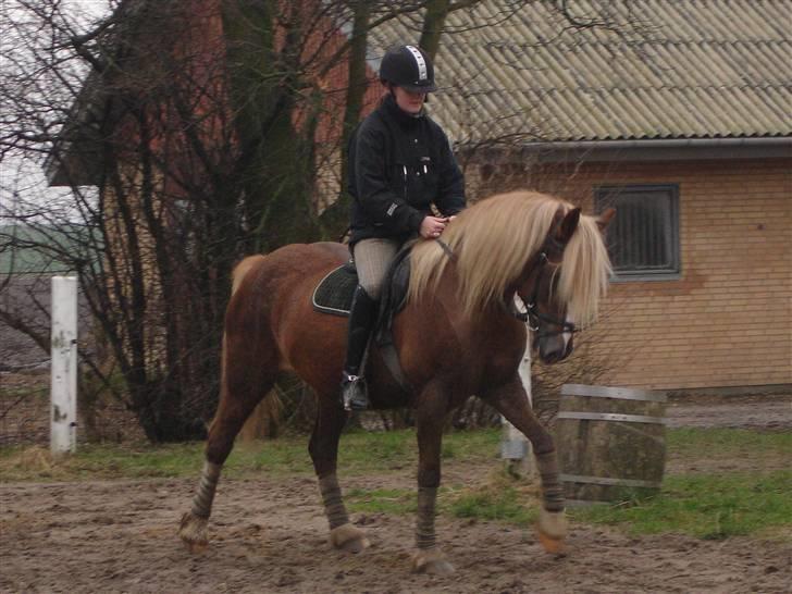 Welsh Cob (sec D) Glanvyrnwy Olwena billede 8