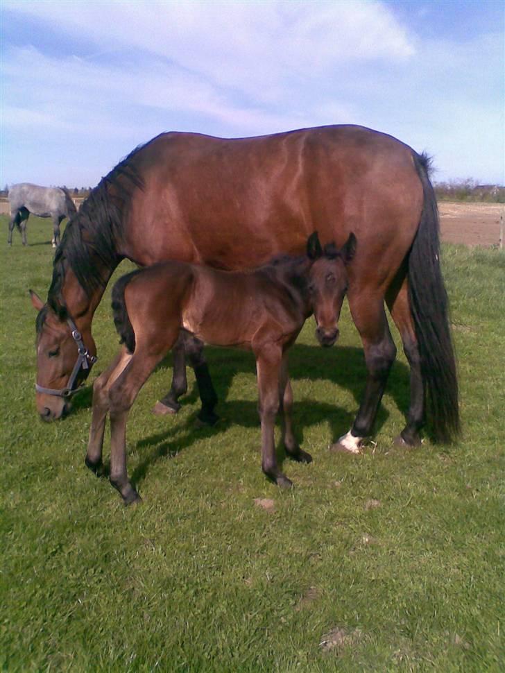 Anden særlig race Ginger (måske) - 4 dage gammel. billede 16