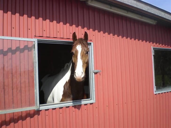 Pinto Hedens Chateau billede 8