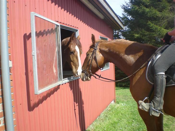 Pinto Hedens Chateau billede 9