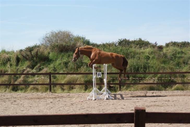 Frederiksborg Zaco af nørremosegård død billede 8