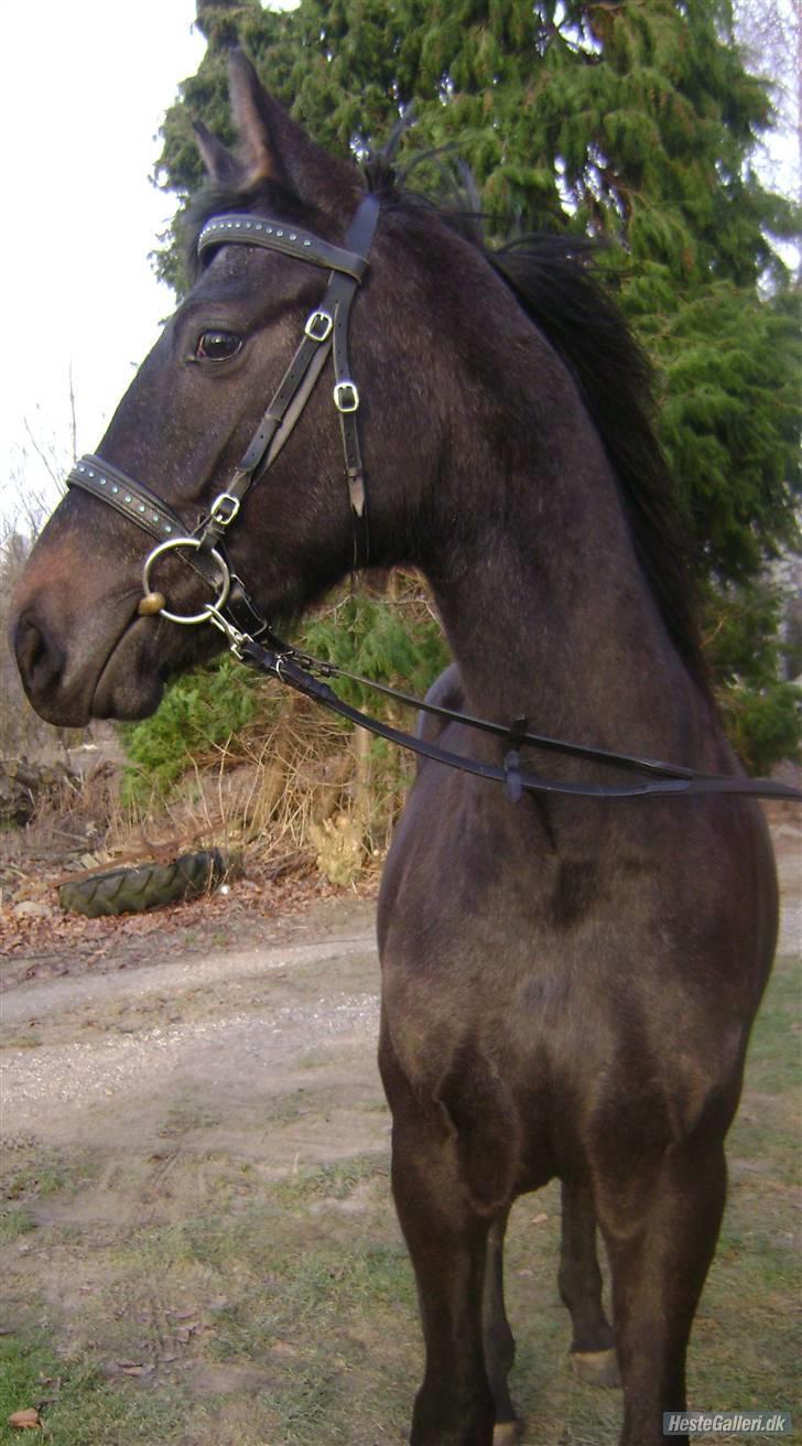 Dansk Varmblod Bugges Casino-Royal R.I.P - * Billede taget af Kristina* billede 11