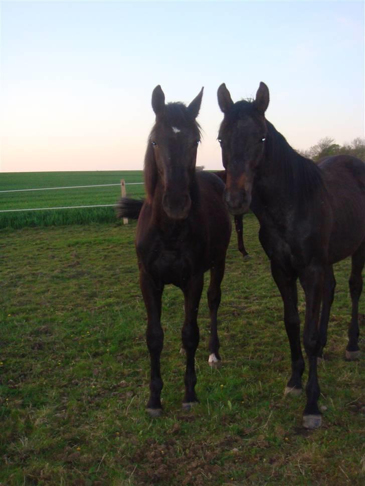 Dansk Varmblod Bugges Casino-Royal R.I.P billede 12