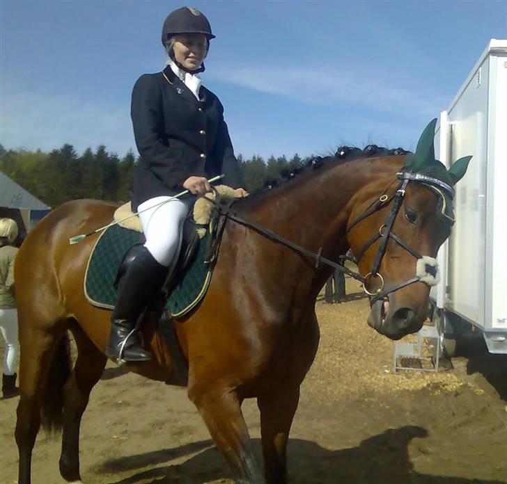 Dansk Varmblod Heinsgårdens Lavita RDH - Fra Morsø 08 efter Lc søndag :) billede 7