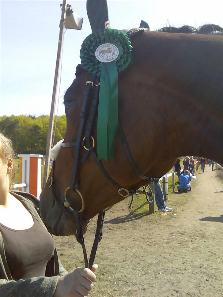 Dansk Varmblod Heinsgårdens Lavita RDH - Første stævne - Første roset . Nr. 7 i LC søndag billede 9
