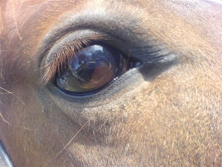 New Forest Sirocco *R.I.P* billede 9